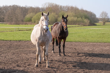 Fototapeta premium Two pregnant horses standing on a grass land, looking straight into camera