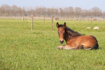 Brown foal resting in the pasture. The foal lies on green grass