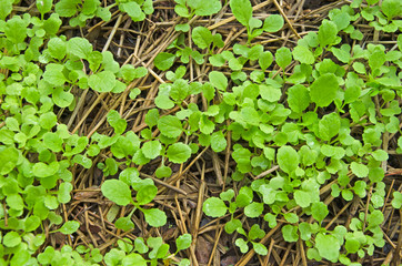 Young sprout of lettuce in the garden