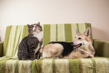 Playful dog and cat on sofa at home
