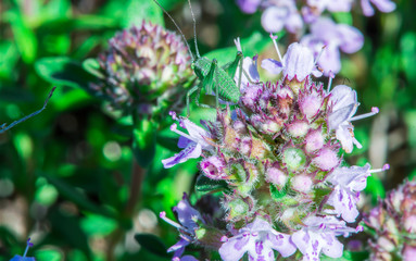 Flower thyme in the nature