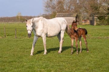 Obraz premium A baby horse with mother standing on grass, foal is looking at camera.