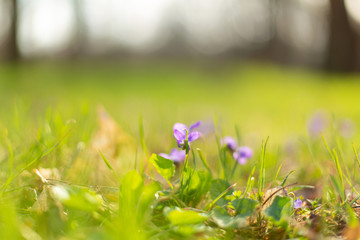 Obraz na płótnie Canvas Violet flowers on green grass in spring park