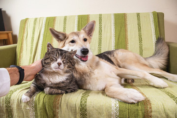 Playful dog and cat on sofa at home