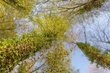 schönheit Wipfel Bäume mit frischen Blättern im Frühling