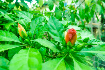 flower in the garden