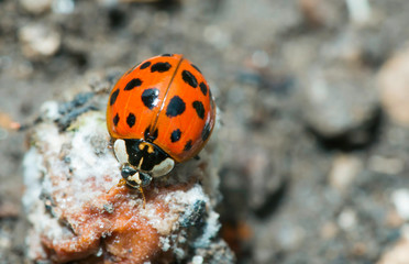 Ladybug on a leaf