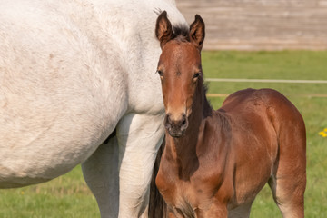 A baby horse with mother standing on grass, foal is looking at camera.