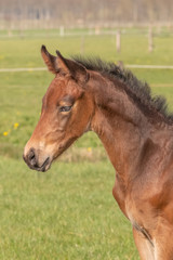 a young sport foal standing free on a spring meadow