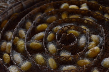 Close up yellow cocoons of silkworm.This matteriew of silk.