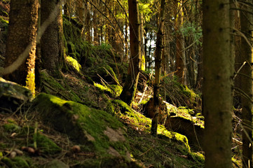 Out and about in the Black Forest