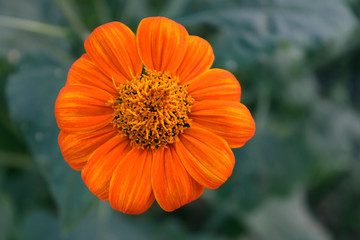 orange flower in the garden