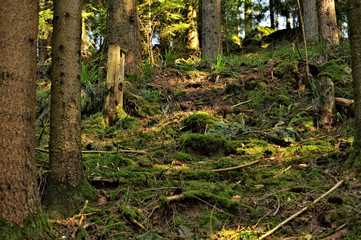 Fototapeta premium the Black Forest in action