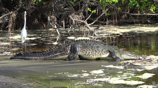 Ventanilla lagoon, Oaxaca, Mexico, crocodile, species acutus,he walks on the beach and dives into the lagoon swimming