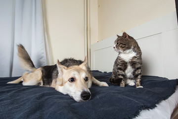 Playful dog and cat on bed at home