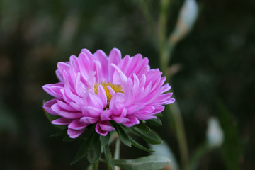 Obraz premium pink cosmos flower in the garden