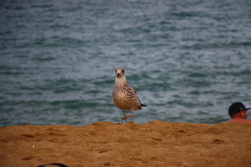 Möwe - Barcelona Beach 