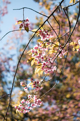 Sakura or cherry blossom on the road at Khun Wang, Chiang Mai Thailand.
