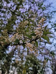 apple tree blossom