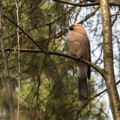 The Jay is a beautiful and bright bird the size of a jackdaw.