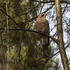 The Jay is a beautiful and bright bird the size of a jackdaw.