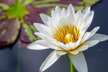 Blooming lotus and bee