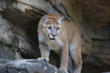 Naklejka na ściany i meble Portrait of a cougar, mountain lion, puma 