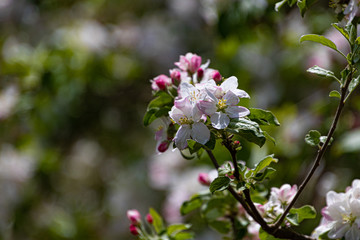 A spectacular bloom in apple orchards