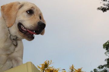 Golden Labradar Dog