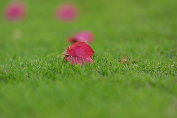 pink flower in the grass