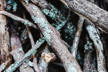 Fototapeta premium wooden sticks, firewood, wood background
