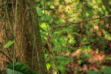 Wild shot of flying bee swarm in Amazon rain forest