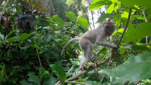 Long-tailed wild monkey sitting and junping, on the branch in tropical jungle forest around the green fear and escape of camera at the Sacred Monkey Forest in Ubud, Bali, Indonesia