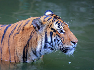Fototapeta na wymiar Close up of a tiger