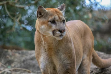 Deurstickers Portrait of a cougar, mountain lion, puma  © jenhung