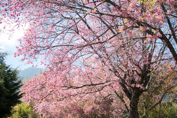 Sakura or cherry blossom on the road at Khun Wang, Chiang Mai Thailand.