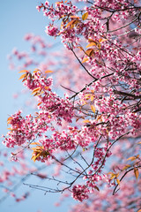 Sakura or cherry blossom on the road at Khun Wang, Chiang Mai Thailand.