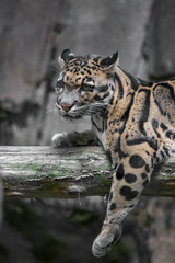 Head Shot Portrait of Clouded Leopard