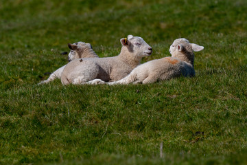 Fototapeta premium Spring lambs in an English field on a sunny April day 