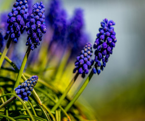 Muscari armeniacum. Grape Hyacinths. Muscari blue flowers in warm sunshine on a blurred background. Spring flowers.