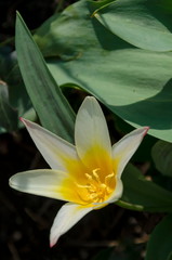 Yellow tulip close up in the  family garden, Sofia, Bulgaria  