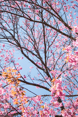 Sakura or cherry blossom on the road at Khun Wang, Chiang Mai Thailand.