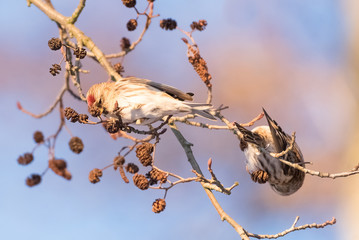 Common redpoll on a black alder. Common redpolls sit in a tree.
