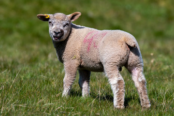 Spring lambs in an English field on a sunny April day 