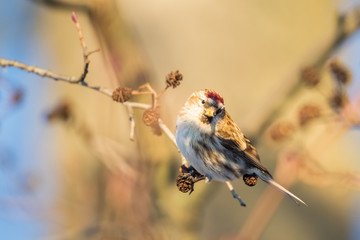 Common redpoll on a black alder. Common redpolls sit in a tree.