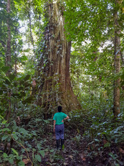 Amazon samauma trunk tree 