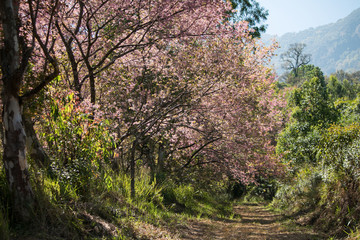 Obraz na płótnie Canvas Sakura or cherry blossom on the road at Khun Wang, Chiang Mai Thailand.