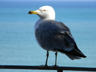 seagull on the pier