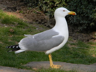 seagull on a rock