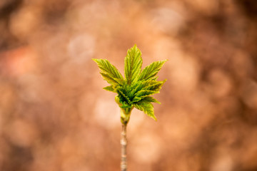 green leaves on a tree